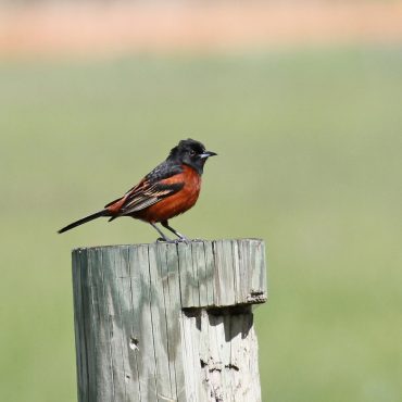 Orchard Oriole at Fontenelle Forest, Sarpy Co 13 May 2010 by Phil Swanson