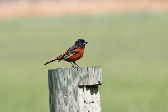 Orchard Oriole at Fontenelle Forest, Sarpy Co 13 May 2010 by Phil Swanson