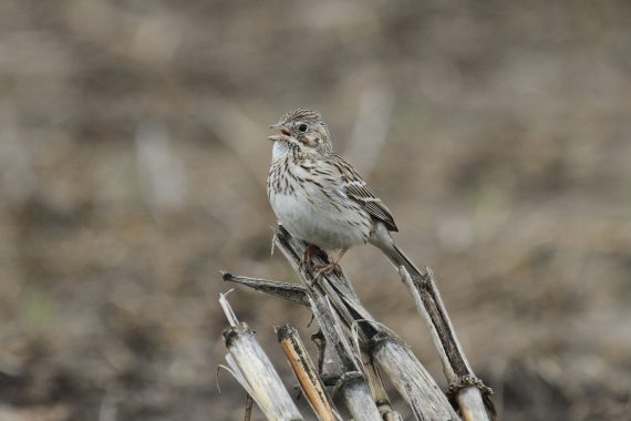 Vesper Sparrow at LaPlatte Bottoms, Sarpy Co 21 May 2010 by Phil Swanson