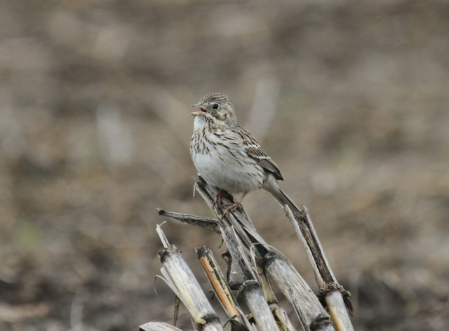 Vesper Sparrow at LaPlatte Bottoms, Sarpy Co 21 May 2010 by Phil Swanson