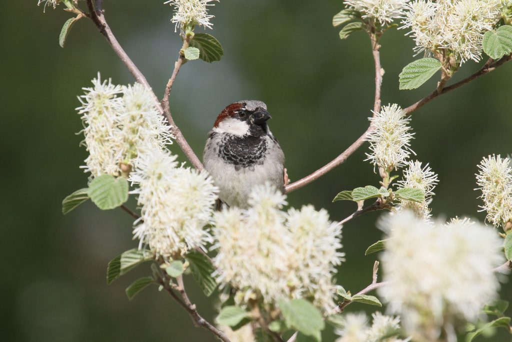 House Sparrow at Chalco Hill Recreation Area, Sarpy Co 8 May 2011 by Phil Swanson
