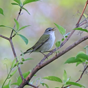 Tennessee Warbler at Fontenelle Forest, Sarpy Co 9 May 2011 by Phil Swanson