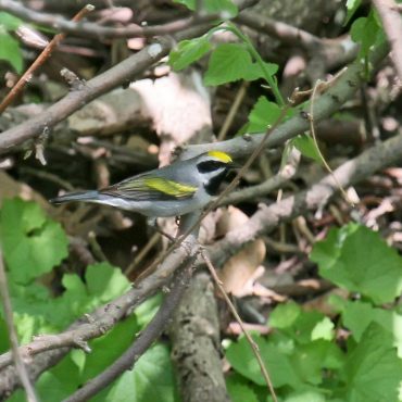 Golden-winged Warbler at Fontenelle Forest, Sarpy Co 10 May 2011 by Phil Swanson