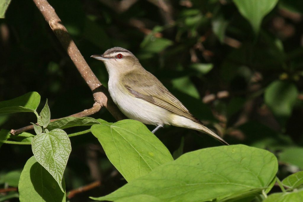 Red-eyed Vireo at Fontenelle Forest, Sarpy Co 26 May 2011 by Phil Swanson