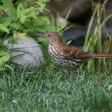 Brown Thrasher at Papillion, Sarpy Co 1 May 2012 by Phil Swanson