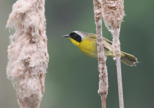Common Yellowthroat at Fontenelle Forest, Sarpy Co 4 May 2012 by Phil Swanson