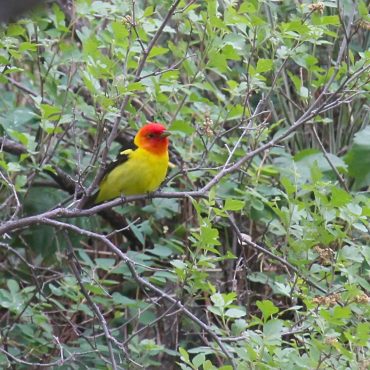 Western Tanager at Chadron State Park, Dawes Co 25 May 2012 by Phil Swanson