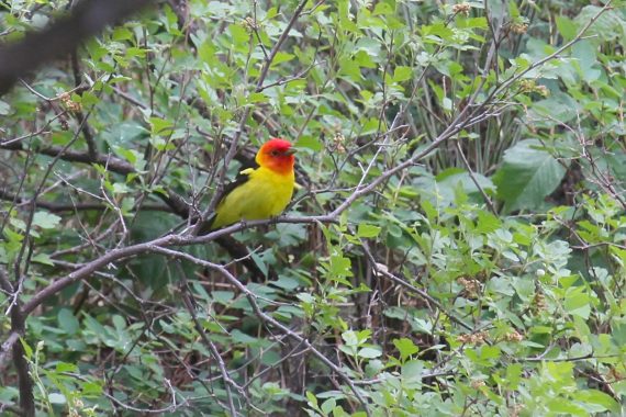 Western Tanager at Chadron State Park, Dawes Co 25 May 2012 by Phil Swanson