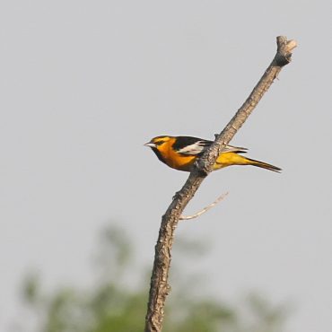 Bullock’s Oriole at Sowbelly Canyon, Sioux Co 26 May 2012 by Phil Swanson