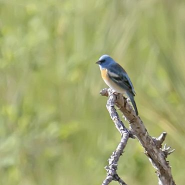 Lazuli Bunting in the Wildcat Hills, Scotts Bluff Co by Phil Swanson