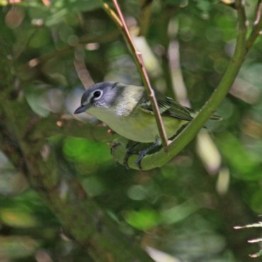 Blue-headed Vireo at Papillion, Sarpy Co 18 Sep 2012 by Phil Swanson
