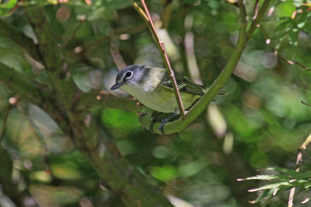 Blue-headed Vireo at Papillion, Sarpy Co 18 Sep 2012 by Phil Swanson
