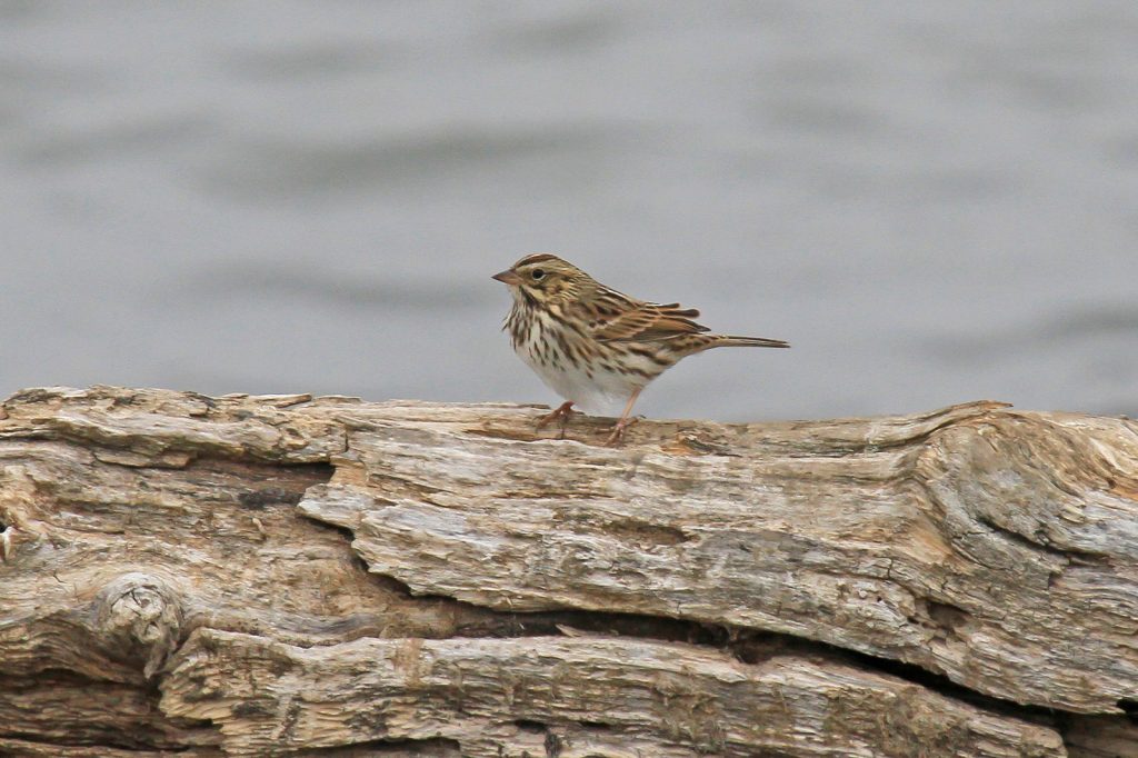 Savannah Sparrow at Prairie View Lake, Douglas Co 5 Oct 2012 by Phil Swanson