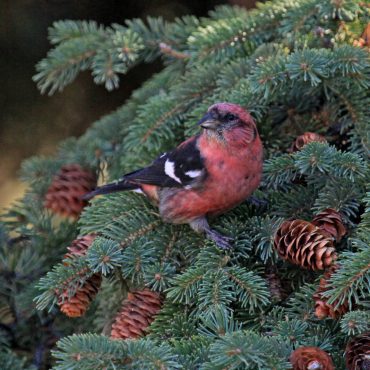 White-winged Crossbill at the Holy Sepulchre Cemetery in Omaha, Douglas Co 15 Nov 2012 by Phil Swanson