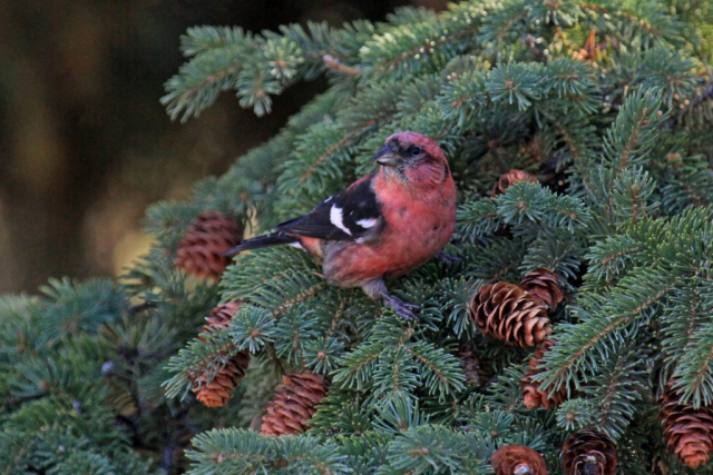 White-winged Crossbill at the Holy Sepulchre Cemetery in Omaha, Douglas Co 15 Nov 2012 by Phil Swanson