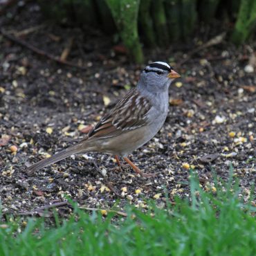 White-crowned Sparrow at Papillion, Sarpy Co 9 May 2013 by Phil Swanson