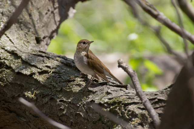 Veery at Fontenelle Forest, Sarpy Co 13 May 2010 by Phil Swanson