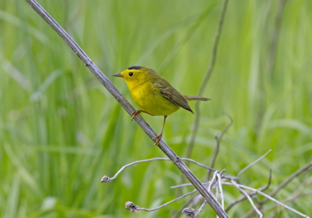 Wilson’s Warbler at Papillion, Sarpy Co 15 May 2013 by Phil Swanson