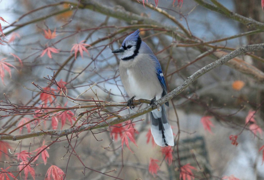 Blue Jay at Papillion, Sarpy Co 13 Dec 2013 by Phil Swanson