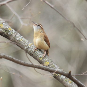Carolina Wren at Fontenelle Forest, Sarpy Co 10 Apr 2014 by Phil Swanson