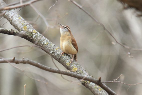 Carolina Wren at Fontenelle Forest, Sarpy Co 10 Apr 2014 by Phil Swanson