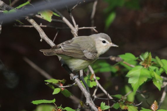 Warbling Vireo at Papillion, Sarpy Co 6 May 2014 by Phil Swanson