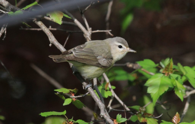 Warbling Vireo at Papillion, Sarpy Co 6 May 2014 by Phil Swanson