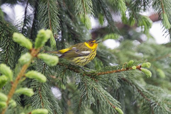 Cape May Warbler at Towl Park, Douglas Co 11 May 2014 by Phil Swanson