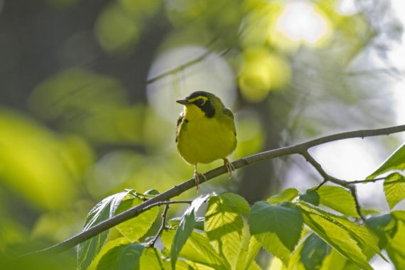 Kentucky Warbler at Fontenelle Forest, Sarpy Co 13 May 2014 by Phil Swanson