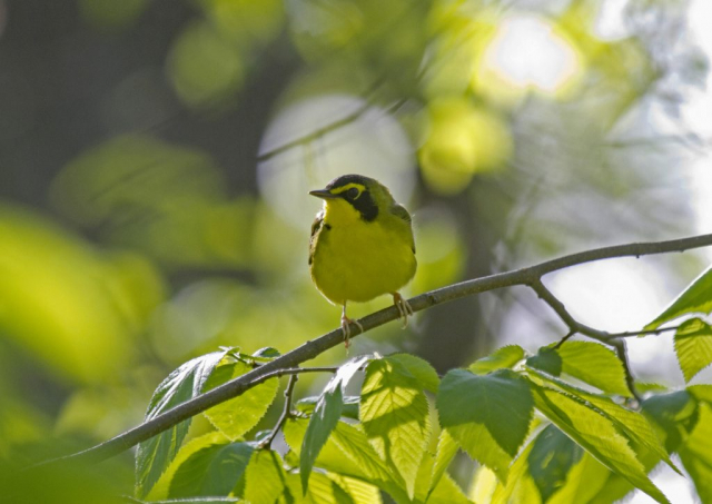Kentucky Warbler at Fontenelle Forest, Sarpy Co 13 May 2014 by Phil Swanson