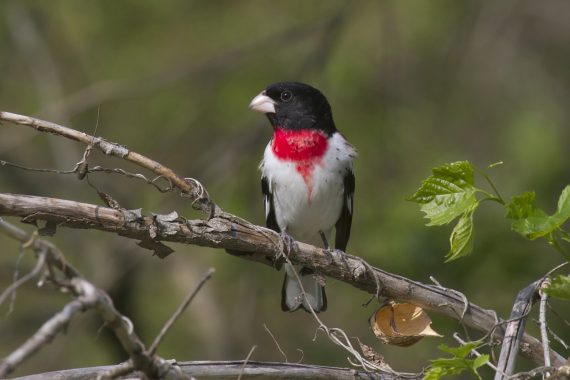 Rose-breasted Grosbeak at Fontenelle Forest, Sarpy Co 21 May 2014 by Phil Swanson