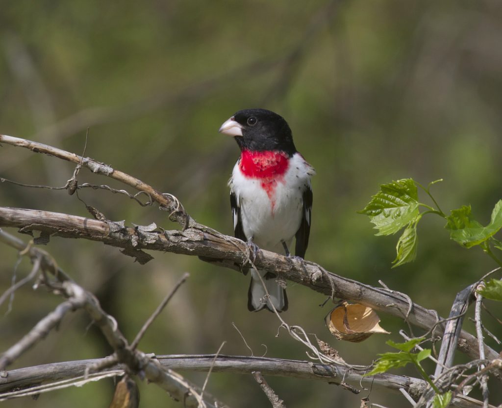 Rose-breasted Grosbeak at Fontenelle Forest, Sarpy Co 21 May 2014 by Phil Swanson