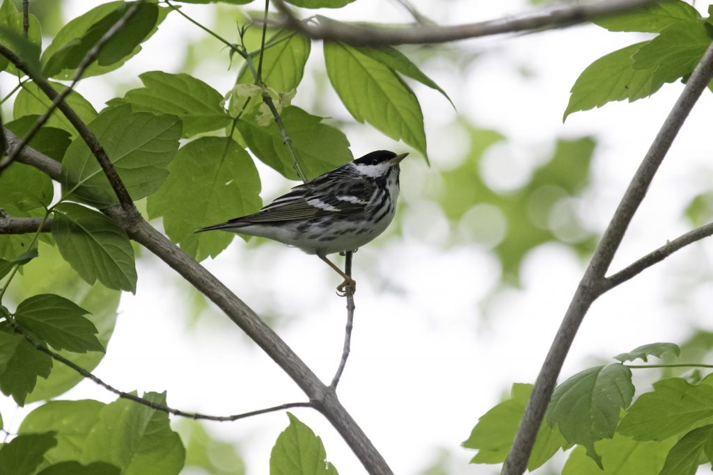 Blackpoll Warbler in Sarpy Co 13 May 2015 by Phil Swanson