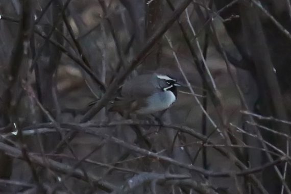 Black-throated Sparrow in Creighton, Knox Co 8 Dec 2015 by Phil Swanson