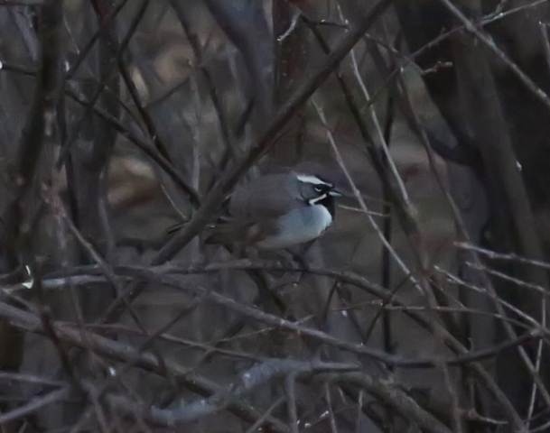 Black-throated Sparrow in Creighton, Knox Co 8 Dec 2015 by Phil Swanson