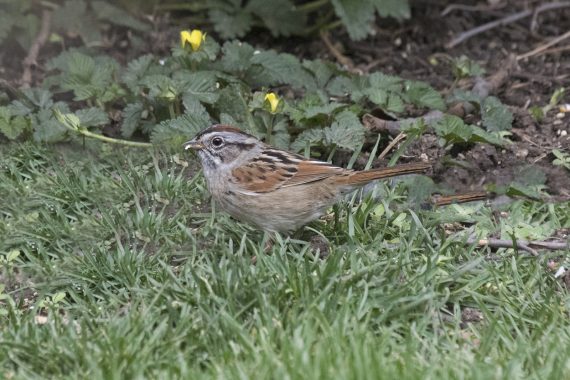 Swamp Sparrow at Papillion, Sarpy Co 16 Apr 2016 by Phil Swanson