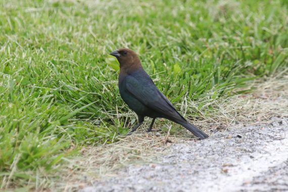 Brown-headed Cowbird at Papillion, Sarpy Co 7 May 2016 by Phil Swanson
