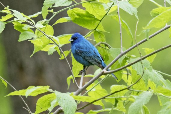 Indigo Bunting at Fontenelle Forest, Sarpy Co 8 May 2016 by Phil Swanson