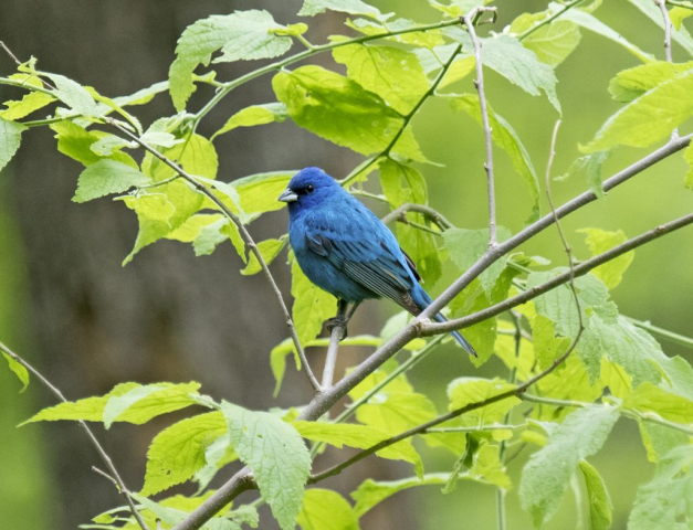 Indigo Bunting at Fontenelle Forest, Sarpy Co 8 May 2016 by Phil Swanson