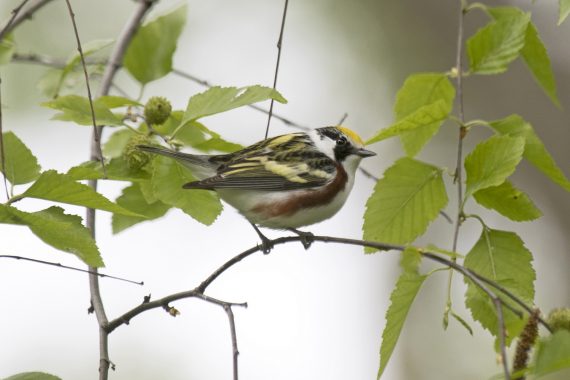 Chestnut-sided Warbler at Papillion, Sarpy Co 13 May 2016 by Phil Swanson