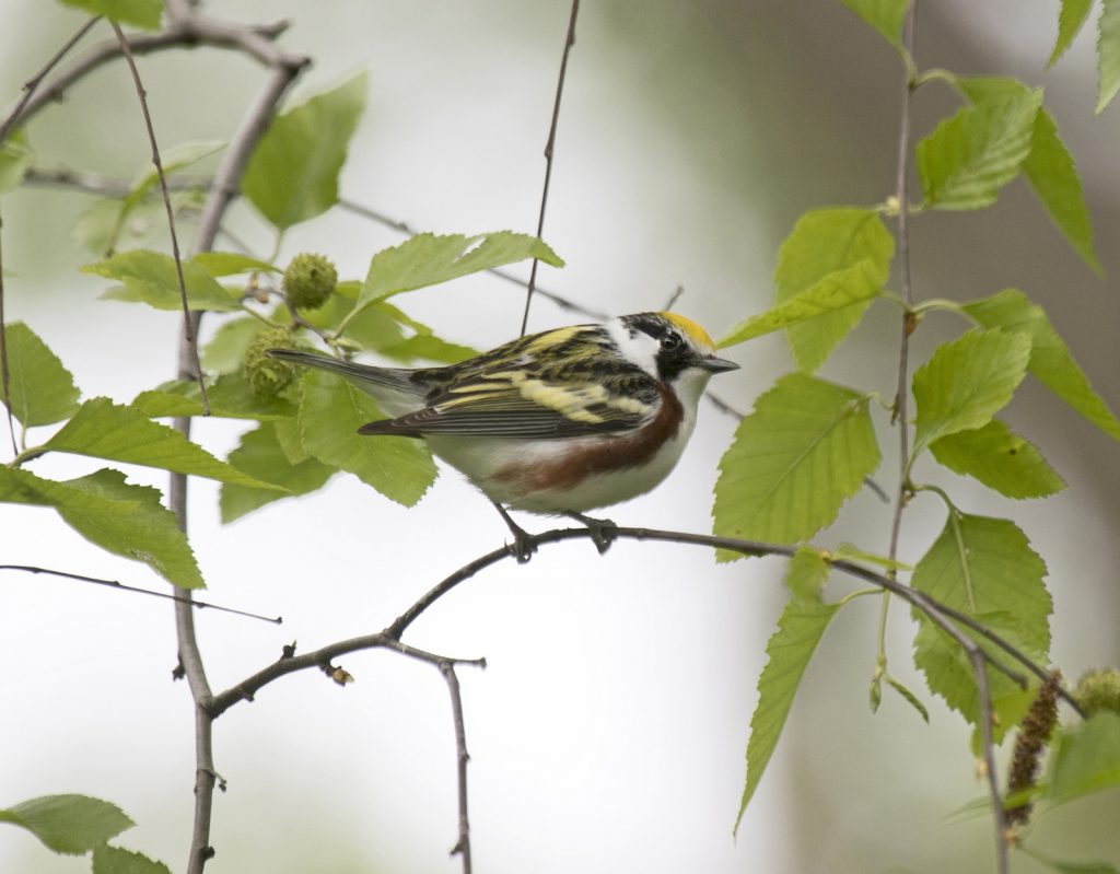 Chestnut-sided Warbler at Papillion, Sarpy Co 13 May 2016 by Phil Swanson