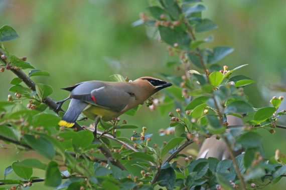 Cedar Waxwing at Papillion, Sarpy Co 17 May 2016 by Phil Swanson