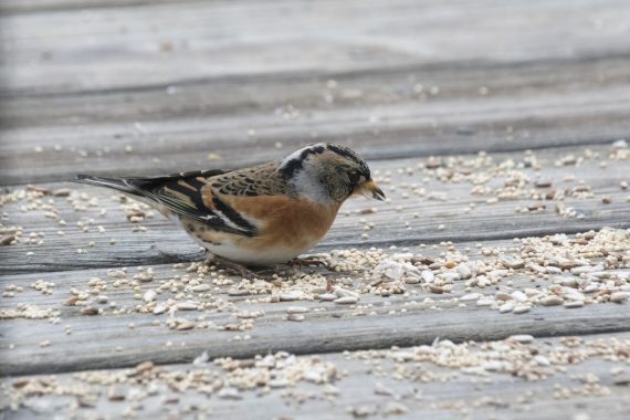 Brambling at Bellevue, Sarpy Co 8 Jan 2017 by Phil Swanson
