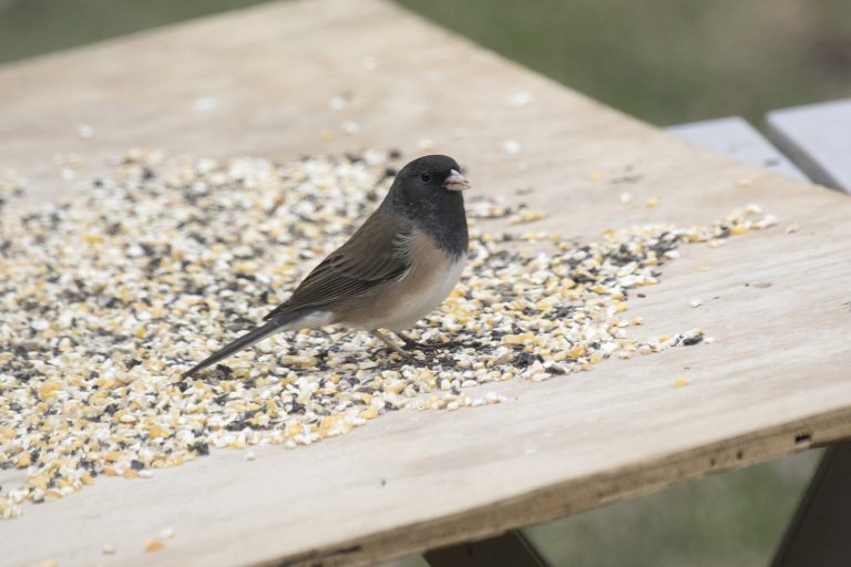 DARK-EYED JUNCO - Birds of Nebraska - Online