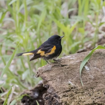 American Redstart at Fontenelle Forest, Sarpy Co 12 May 2018 by Phil Swanson