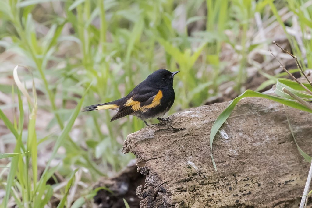 American Redstart at Fontenelle Forest, Sarpy Co 12 May 2018 by Phil Swanson