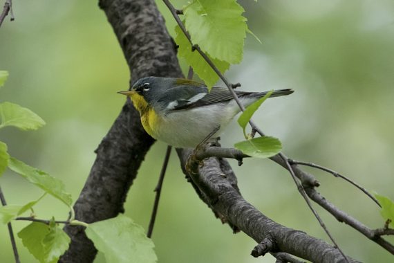 Northern Parula at Papillion, Sarpy Co 12 May 2018 by Phil Swanson