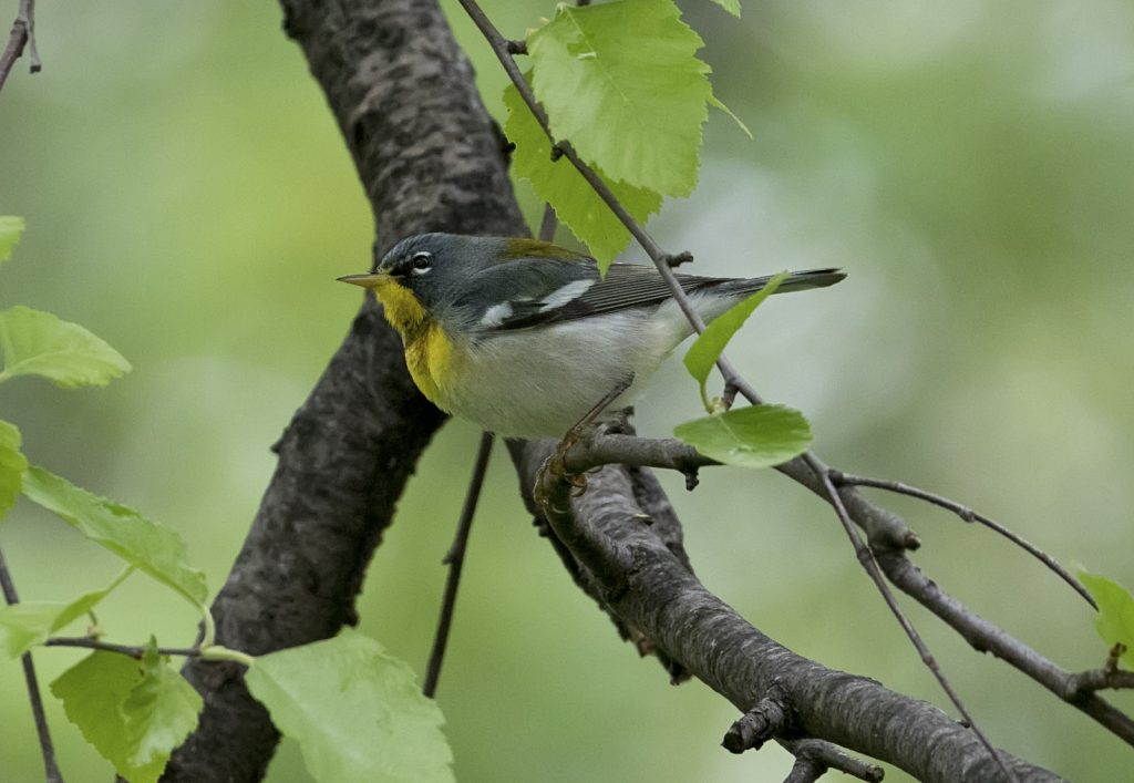 Northern Parula at Papillion, Sarpy Co 12 May 2018 by Phil Swanson