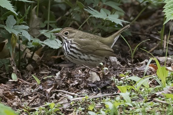 Ovenbird at Papillion, Sarpy Co 12 May 2018 by Phil Swanson
