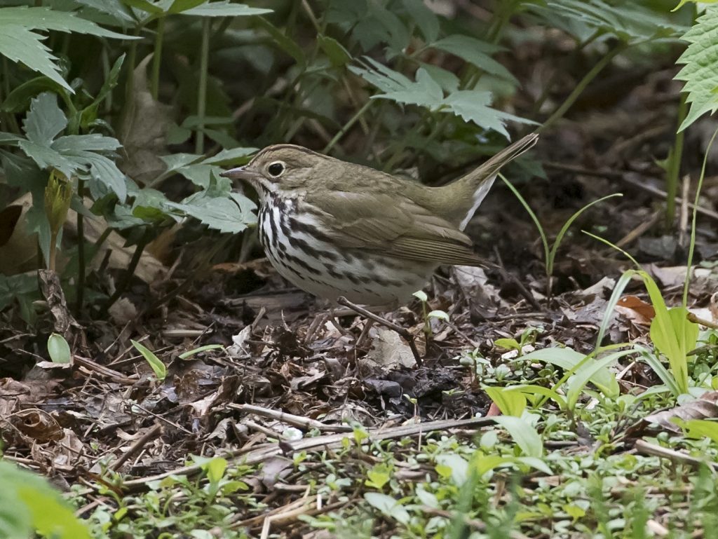 Ovenbird at Papillion, Sarpy Co 12 May 2018 by Phil Swanson